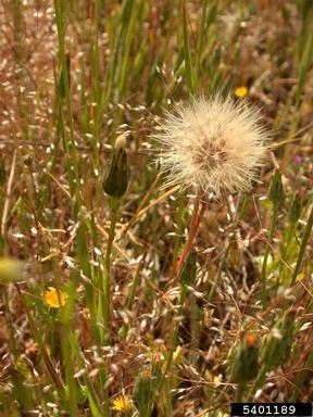 smooth cat's ear, Hypochaeris glabra  (Asterales: Asteraceae) - 5401189