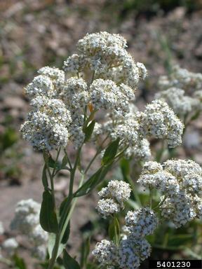 perennial pepperweed, Lepidium latifolium  (Capparales: Brassicaceae) - 5401230