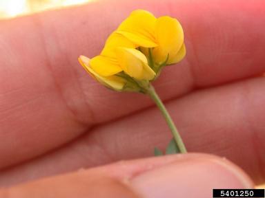 birdsfoot trefoil, Lotus corniculatus  (Fabales: Fabaceae (Leguminosae)) - 5401250