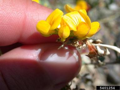 birdsfoot trefoil, Lotus corniculatus  (Fabales: Fabaceae (Leguminosae)) - 5401254