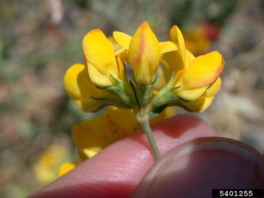 birdsfoot trefoil, Lotus corniculatus  (Fabales: Fabaceae (Leguminosae)) - 5401255