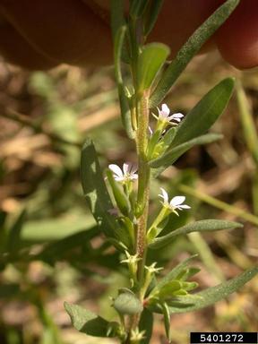 hyssop loosestrife, Lythrum hyssopifolium  (Myrtales: Lythraceae) - 5401272