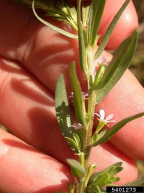 hyssop loosestrife, Lythrum hyssopifolium  (Myrtales: Lythraceae) - 5401273