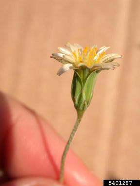 Douglas' silverpuffs, Microseris douglasii  (Asterales: Asteraceae) - 5401287