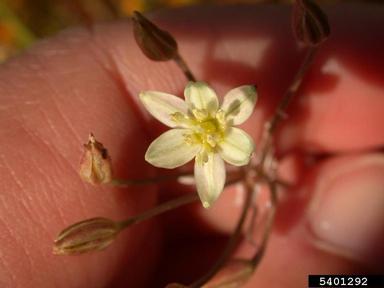 sea muilla, Muilla maritima  (Liliales: Liliaceae) - 5401292