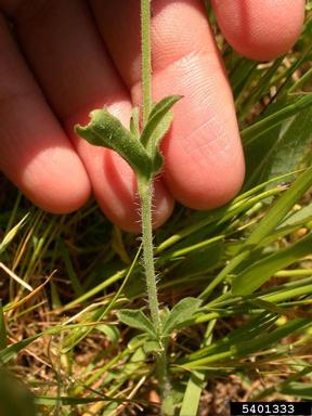 English catchfly, Silene gallica  (Caryophyllales: Caryophyllaceae) - 5401333