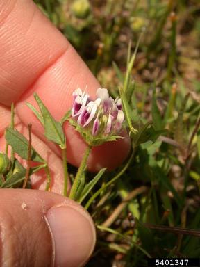bearded clover, Trifolium barbigerum  (Fabales: Fabaceae (Leguminosae)) - 5401347