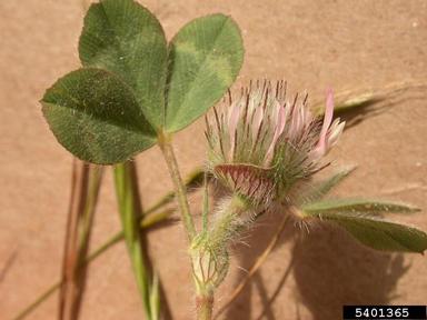 rose clover, Trifolium hirtum  (Fabales: Fabaceae (Leguminosae)) - 5401365