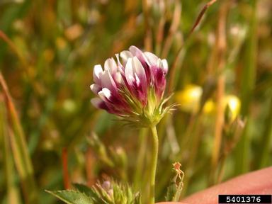 whitetip clover, Trifolium variegatum  (Fabales: Fabaceae (Leguminosae)) - 5401376
