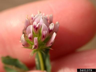 whitetip clover, Trifolium variegatum  (Fabales: Fabaceae (Leguminosae)) - 5401379