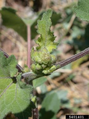 common cocklebur, Xanthium strumarium  (Asterales: Asteraceae) - 5401401