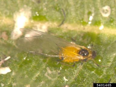 oleander aphid, Aphis nerii  (Hemiptera: Aphididae) - 5401465