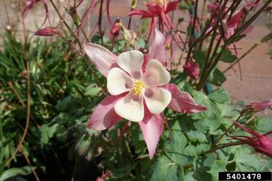 columbine, Aquilegia spp.  (Ranunculales: Ranunculaceae) - 5401478