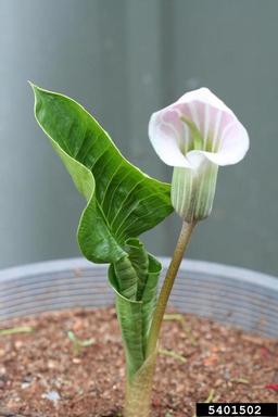 Striped Cobra Lily, Arisaema candidissimum  (Arales: Araceae) - 5401502