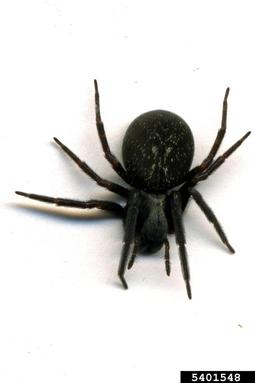 spider, Badumna insignis  (Araneae: Desidae) - 5401548