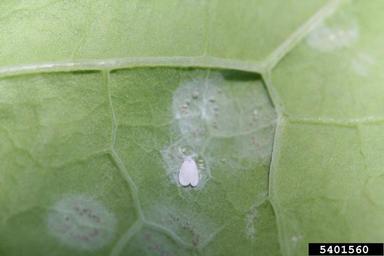 sweetpotato whitefly, Bemisia tabaci  (Hemiptera: Aleyrodidae) - 5401560