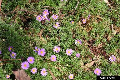 cut-leaf daisy, Brachyscome multifida  (Asterales: Asteraceae) - 5401575