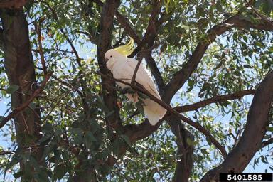 sulphur-crested cockatoo, Cacatua galerita  (Psittaciformes: Psittacidae) - 5401585