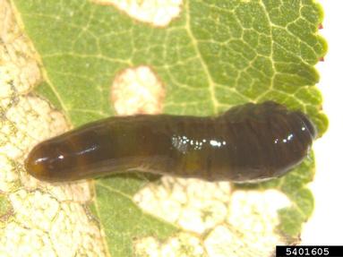 pear sawfly, Caliroa cerasi  (Hymenoptera: Tenthredinidae) - 5401605