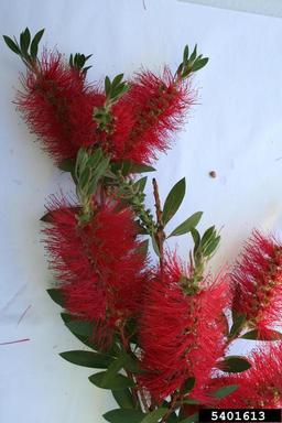 Tonghi bottlebrush, Callistemon subulatus  (Myrtales: Myrtaceae) - 5401613