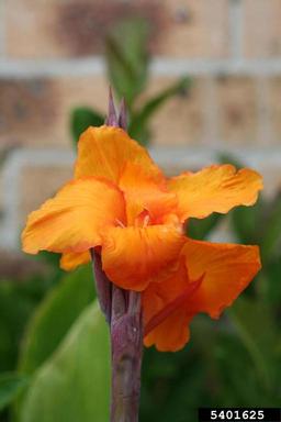 Indian shot, Canna indica  (Zingiberales: Cannaceae) - 5401625