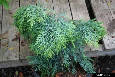 Port Orford cedar, Chamaecyparis lawsoniana  (Pinales: Cupressaceae) - 5401632