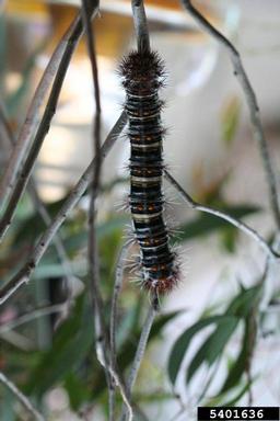 tent caterpillar, Chelepteryx collesi  (Lepidoptera: Lasiocampidae) - 5401636