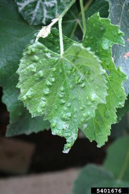 grape erineum mite (Colomerus vitis ) on grape (Vitis spp. ) - 5401676
