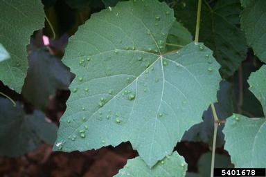 grape erineum mite (Colomerus vitis ) on grape (Vitis spp. ) - 5401678