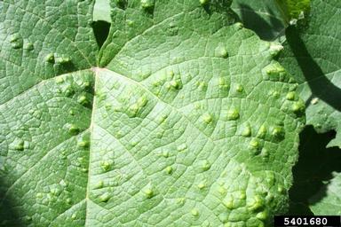 grape erineum mite (Colomerus vitis ) on grape (Vitis spp. ) - 5401680
