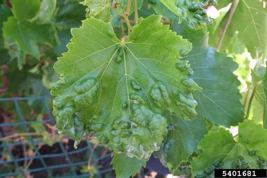 grape erineum mite (Colomerus vitis ) on grape (Vitis spp. ) - 5401681