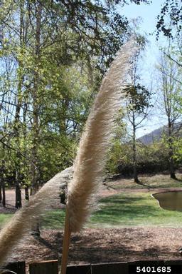 Uruguayan pampas grass, Cortaderia selloana  (Cyperales: Poaceae) - 5401685