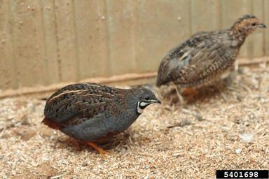 Blue-breasted Quail, Coturnix chinensis  (Galliformes: Phasianidae) - 5401698