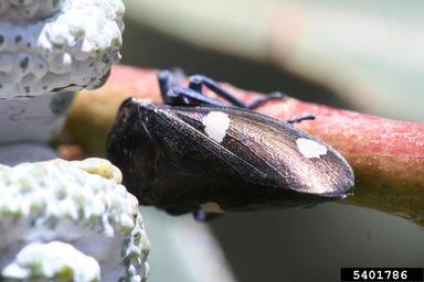 leafhopper, Eurymela fenestrata  (Hemiptera: Cicadellidae) - 5401786