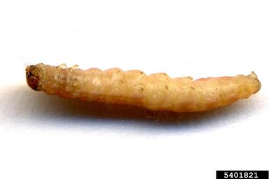 Oriental fruit moth, Grapholita molesta  (Lepidoptera: Tortricidae) - 5401821