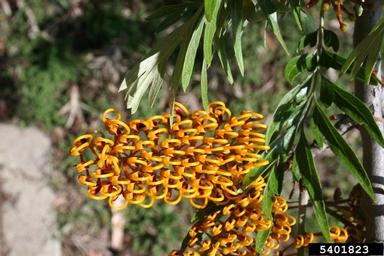 silkoak, Grevillea robusta  (Proteales: Proteaceae) - 5401823