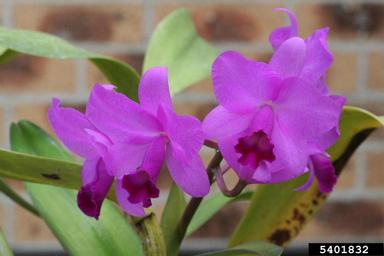 orchid, Guarianthe bowringiana  (Orchidales: Orchidaceae) - 5401832