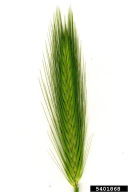 leporinum barley, Hordeum murinum ssp. leporinum (Cyperales: Poaceae) - 5401868