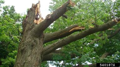 storm damage (general) on pin oak (Quercus palustris ) - 5401874