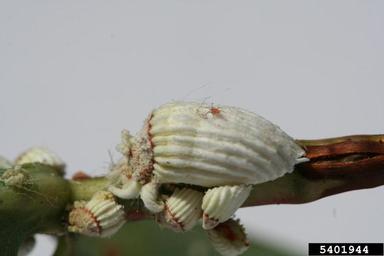 cottony cushion scale, Icerya purchasi  (Hemiptera: Margarodidae) - 5401944