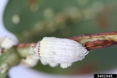 cottony cushion scale, Icerya purchasi  (Hemiptera: Margarodidae) - 5401945