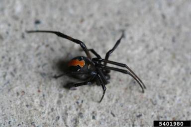 spider, Latrodectus hasselti  (Araneae: Theridiidae) - 5401980