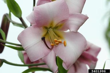 lily, Lilium spp.  (Liliales: Liliaceae) - 5401996