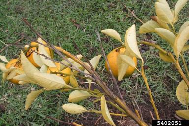 magnesium deficiency,    (Abiotic: Nutrient deficiency) - 5402051