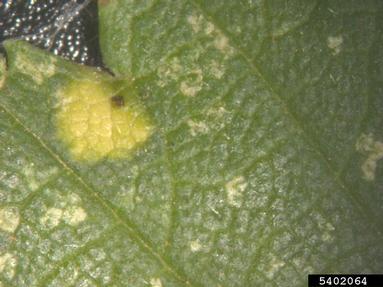 Melampsora rust, Melampsora epitea  (Uredinales: Melampsoraceae) - 5402064