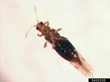 thrips, Parthenothrips dracaenae  (Thysanoptera: Thripidae) - 5402155