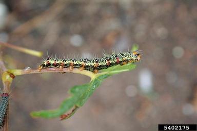Noctuid moth, Phalaenoides glycinae  (Lepidoptera: Noctuidae) - 5402175