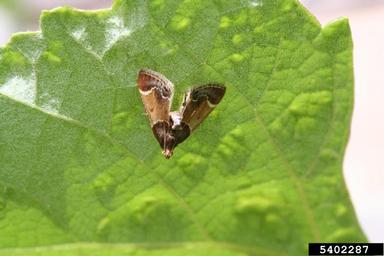 meal moth, Pyralis farinalis  (Lepidoptera: Pyralidae) - 5402287