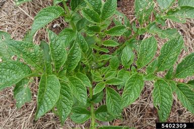 potato, Solanum tuberosum  (Solanales: Solanaceae) - 5402309