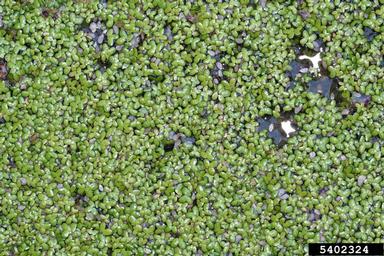 dotted duckmeat, Landoltia punctata  (Arales: Lemnaceae) - 5402324